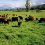 Cows on Center Valley